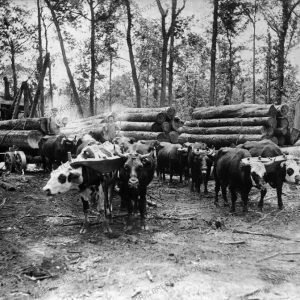 Lumber Camp, Ox drawn carts loaded with wood