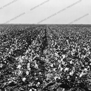 Cotton Field in Bloom