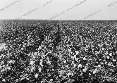 Cotton Field in Bloom