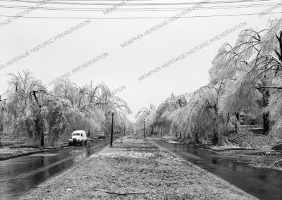East Parkway trees
