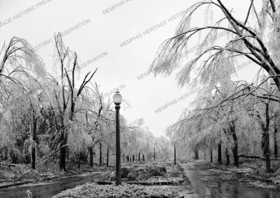 More weather damage photos of trees